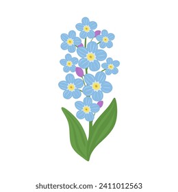 Myosotis sylvatica wildblume. Botanische flache Illustration von vergessener nicht wilder Blume einzeln auf weißem Hintergrund. Der Frühling blüht blaue Blumen mit Knospen und Stiele. Farbige flache Vektorgrafik