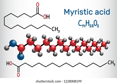 Myristic (tetradecanoic) acid molecule. It is saturated fatty acid. Structural chemical formula and molecule model. Vector illustration