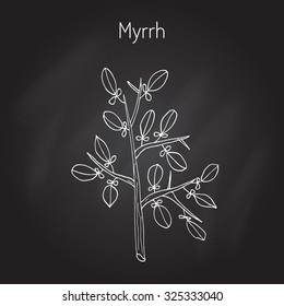 Myrrh, or African myrrh, or herbal myrrh, or Somali myrrhor, or Common myrrh - aromatic plant. Vector illustration