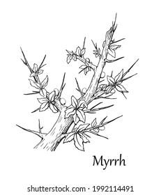 Myrrh branch. Vector illustration. Hand drawn sketch