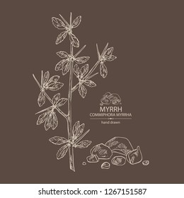 Myrrh: plant and resin of myrrh. Commiphora myrrha. Perfumery, cosmetics and medical plant. Vector hand drawn illustration