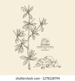 Myrrh: plant and resin of myrrh. Commiphora myrrha. Perfumery, cosmetics and medical plant. Vector hand drawn illustration