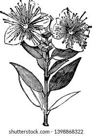 Myrtle, common name for the Myrtaceae, a family of shrubs and trees almost entirely of tropical regions, especially in America and Australia, vintage line drawing or engraving illustration.