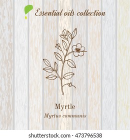 Myrtle, Essential Oil Label, Aromatic Plant. Vector Illustration