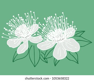 Myrtle Flower Isolated On Green Background