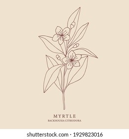 Myrtle hand drawn illustration. Botanical design for organic cosmetics, aromatherapy, perfumery, medicine