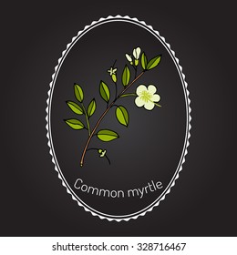 Myrtle or Myrtus communis, vector illustration