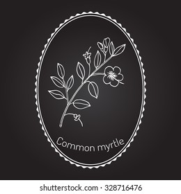 Myrtle or Myrtus communis, vector illustration