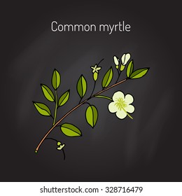 Myrtle or Myrtus communis, vector illustration