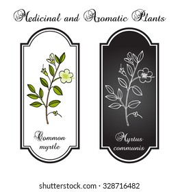 Myrtle or Myrtus communis, vector illustration
