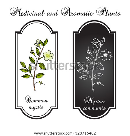 Myrtle or Myrtus communis, vector illustration