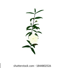 Myrtle vector stock illustration. Green branch with flower, stamens and pistils. Medical plant for essential oils. Isolated on a white background.