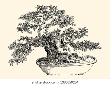 Myrtus bonsai. Ornamental houseplant. Vector drawing with pen and ink. Black and white linear illustration.
