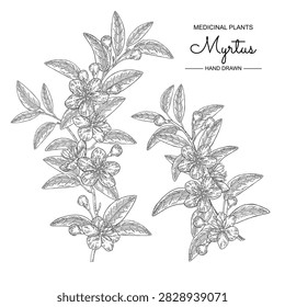 Myrtus branch vector illustration. Myrtus communis also Mytrle plant with leaves and flowers. Hand drawn.
