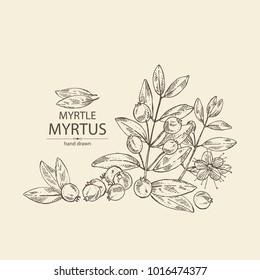 Myrtus, myrtle: myrtus branch with flowers, berries and leaves. Cosmetics and medical plant. Vector hand drawn illustration.