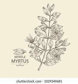 Myrtus, myrtle: myrtus branch with flowers and leaves. Cosmetics and medical plant. Vector hand drawn illustration.