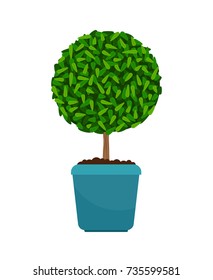 Myrtus tree house plant in flower pot vector icon on white background