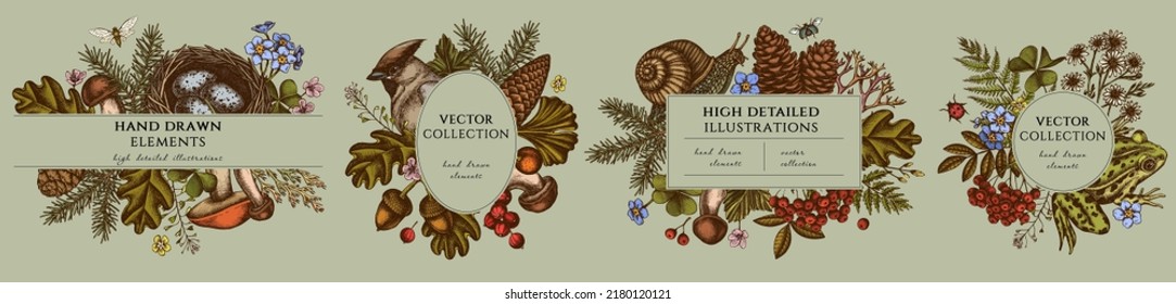 Mysterious forest hand drawn frame templates. Vintage illustrations of waxwing, snail, nest, pool frog, moss, spruce branch, pine cones, chamomile, insect, aspen mushroom, porcini, red currant, oak