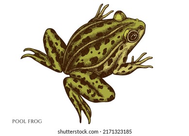 Mysterious forest hand drawn vector illustrations collection. Colored pool frog.