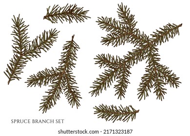 Mysterious forest hand drawn vector illustrations collection. Colored spruce branch.