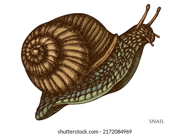 Mysterious forest hand drawn vector illustrations collection. Colored snail.