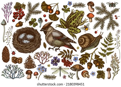 Mysterious forest hand drawn vector illustrations collection. Colored waxwing, snail, nest, pool frog, moss, spruce branch, pine cones, mushrooms, insect, aspen mushroom, porcini, red currant, oak