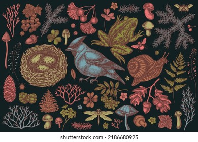 Mysterious forest hand drawn vector illustrations collection. Stylized waxwing, snail, nest, pool frog, moss, spruce branch, pine cones, mushrooms, insect, aspen mushroom, porcini, red currant, oak