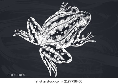 Mysterious forest hand drawn vector illustrations collection. Chalk pool frog.