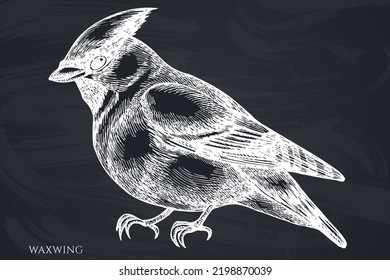 Mysterious forest hand drawn vector illustrations collection. Chalk waxwing.