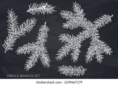 Mysterious forest hand drawn vector illustrations collection. Chalk spruce branch.