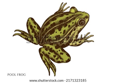 Mysterious forest hand drawn vector illustrations collection. Colored pool frog.