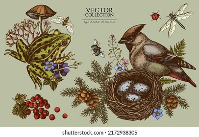 Mysterious forest vintage illustrations collection. Hand drawn logo designs with waxwing, nest, pool frog, moss, spruce branch, pine cones, mushrooms, insect, red currant, forget me not flower, clover