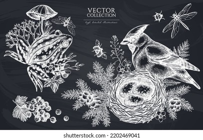 Mysterious forest vintage illustrations collection. Hand drawn logo designs with waxwing, nest, pool frog, moss, spruce branch, pine cones, mushrooms, insect, red currant, forget me not flower, clover