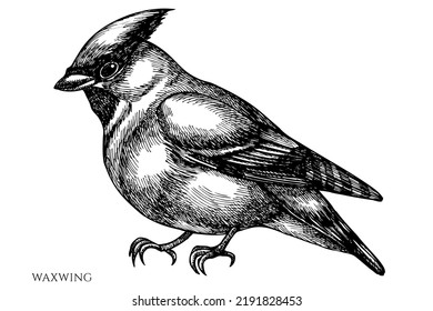 Misteriosa colección de ilustraciones vectoriales del bosque. Acercamiento blanco y negro.