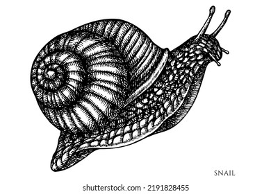 Mysterious forest vintage vector illustrations collection. Black and white snail.