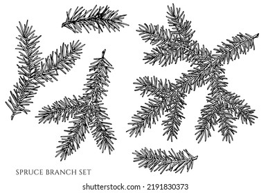 Mysterious forest vintage vector illustrations collection. Black and white spruce branch.