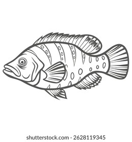 Mystery Wrasse Fish Line Art Illustration
