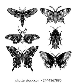 Mystical illustration of butterfly, moth, beetle. Vector illustration in tattoo style, magical aesthetics, wildlife, retro vintage engraving style