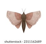 Mystical luna moth vector illustrations, cute cartoon batterfly. Celestial night butterfly. Magic insect on white background. Design for boho poster, invitations, t shirt print, sticker.