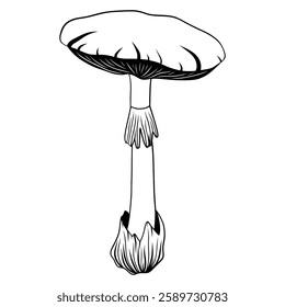 Mystical mushroom in doodle style, outline, silhouette. Whimsical, fantastic mushroom.