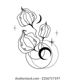 Mystical physalis or ground-cherry with crescent moon and stars, magic celestial plant black and white hand drawn vector composition