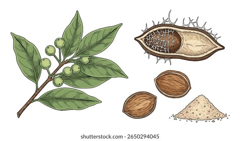 Mystische Eigenschaften und medizinische Anwendungen von Kratom Ein umfassender Überblick über die Vorteile