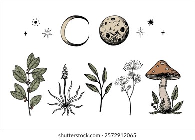 Mystical vector engraved set with stars, sun, moon, month, magical plants. Hand drawn esoterica illustration on isolated background in boho style. Design for print, card, paper, logo, tattoo, flyer