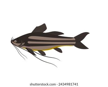 Mystus multiradiatus on a white background.