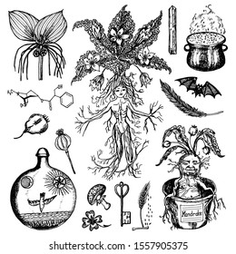 Mythical mandrake plant in vintage style. Fantasy magic flower and ingredients for witchcraft. Hand drawn engraved old retro sketch. Vector illustration.