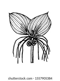 Mythical mandrake plant in vintage style. Fantasy magic flower, ingredient for witchcraft. Hand drawn engraved old retro sketch. Vector illustration.