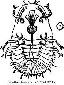 Mytilaspis Pomorum, larva jovem., vintage linha desenho ou gravura ilustração.