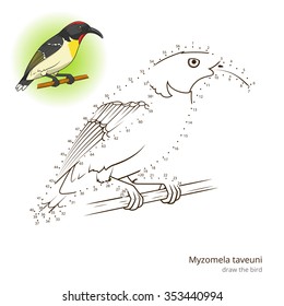 Myzomela taveuni learn birds educational game learn to draw vector illustration