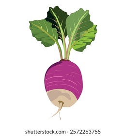 nabo turnip cartoonish illustration having big green leaves