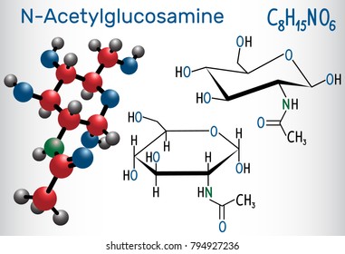 N-Acetylglucosamine (NAG) molecule, is the monomeric unit of chitin and polymerized with glucuronic acid, it forms hyaluronic acid. Structural chemical formula and molecule model. Vector illustration